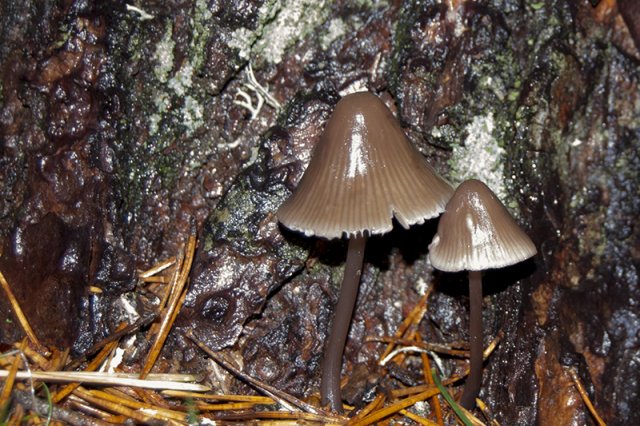 Mycena viridimarginata